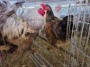 3 X BRAHMA ROOSTER & HEN W. STRAUSS (Per animal to take the lot)