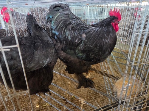2 X BRAHMA ROOSTER & HEN W. STRAUSS (Per animal to take the lot)