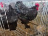 2 X BRAHMA ROOSTER & HEN W. STRAUSS (Per animal to take the lot)