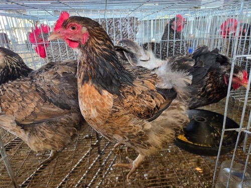 3 X BRAHMA CROSS HEN W. STRAUSS (Per animal to take the lot)