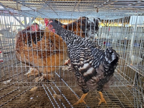 1 X KOEKOEK HEN W. STRAUSS