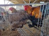 3 X PARTRIDGE BRAHMA ROOSTER & HEN M. BEZUIDENHOUT (Per animal to take the lot)