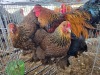3 X PARTRIDGE BRAHMA ROOSTER & HEN M. BEZUIDENHOUT (Per animal to take the lot)