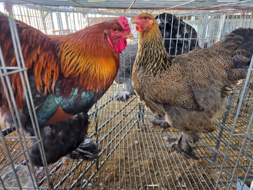 2 X PARTRIDGE BRAHMA ROOSTER & HEN M. BEZUIDENHOUT (Per animal to take the lot)
