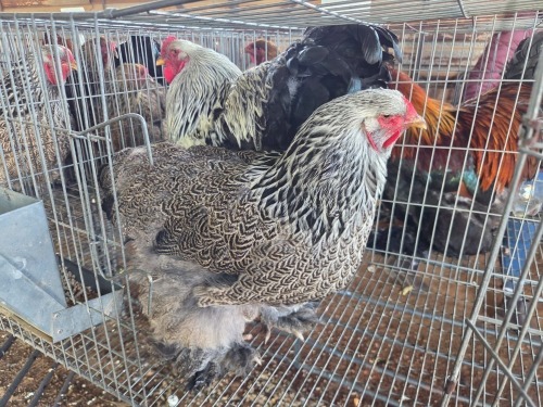 2 X SILVER LACED BRAHMA ROOSTER & HEN M. BEZUIDENHOUT (Per animal to take the lot)