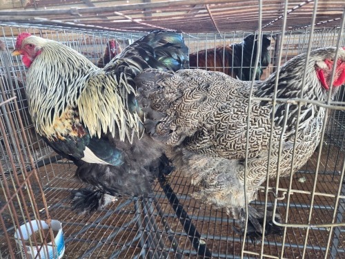 2 X SILVER LACED BRAHMA ROOSTER & HEN M. BEZUIDENHOUT (Per animal to take the lot)