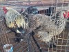 2 X SILVER LACED BRAHMA ROOSTER & HEN M. BEZUIDENHOUT (Per animal to take the lot)