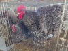 2 X CUCKOO ORPINGTON ROOSTER & HEN M. BEZUIDENHOUT (Per animal to take the lot)