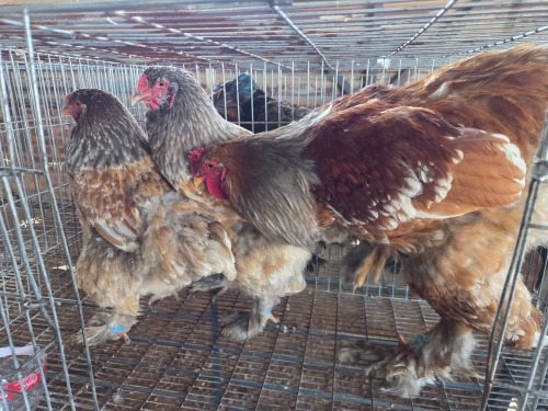 3 X BLUE MILLEFLEUR ROOSTER & HEN M. BEZUIDENHOUT (Per animal to take the lot)