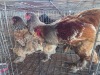 3 X BLUE MILLEFLEUR ROOSTER & HEN M. BEZUIDENHOUT (Per animal to take the lot)