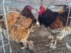 2 X MILLEFLEUR ROOSTER & HEN M. BEZUIDENHOUT (Per animal to take the lot)