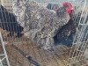 2 X CUCKOO ORPINGTON ROOSTER & HEN M. BEZUIDENHOUT (Per animal to take the lot)