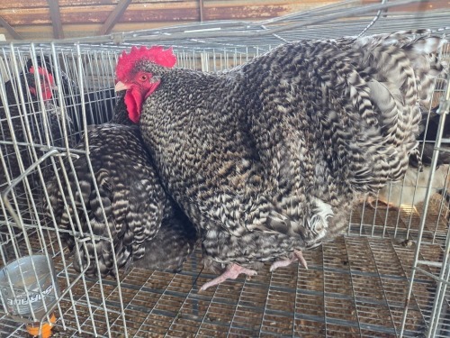 2 X CUCKOO ORPINGTON ROOSTER & HEN M. BEZUIDENHOUT (Per animal to take the lot)