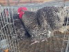 2 X CUCKOO ORPINGTON ROOSTER & HEN M. BEZUIDENHOUT (Per animal to take the lot)
