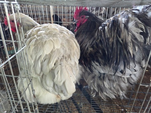 2 X SPLASH ORPINGTON ROOSTER & HEN M. BEZUIDENHOUT (Per animal to take the lot)