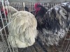 2 X SPLASH ORPINGTON ROOSTER & HEN M. BEZUIDENHOUT (Per animal to take the lot)