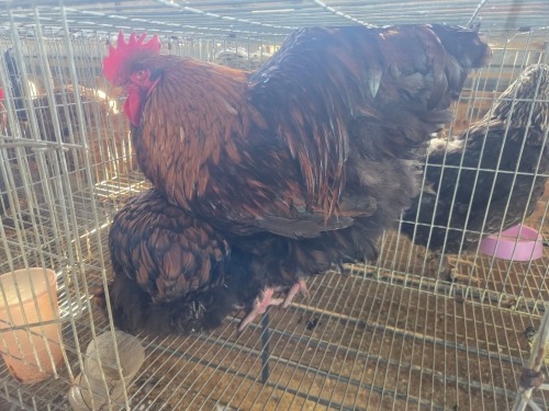 2 X GOLDEN LACED ORPINGTON ROOSTER & HEN M. BEZUIDENHOUT (Per animal to take the lot)
