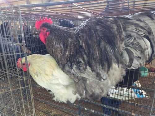 2 X BLUE COCKOO ORPINGTON ROOSTER & HEN M. BEZUIDENHOUT (Per animal to take the lot)
