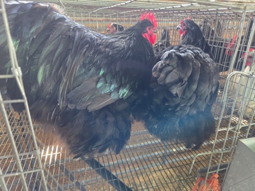 2 X BLACK ORPINGTON ROOSTER & HEN M. BEZUIDENHOUT (Per animal to take the lot)