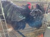 2 X BLACK ORPINGTON ROOSTER & HEN M. BEZUIDENHOUT (Per animal to take the lot)