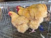 2 X BUFF ORPINGTON ROOSTER & HEN JF JORDAAN (Per animal to take the lot)