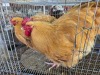 2 X BUFF ORPINGTON ROOSTER & HEN JF JORDAAN (Per animal to take the lot)