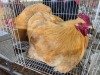 2 X BUFF ORPINGTON ROOSTER & HEN JF JORDAAN (Per animal to take the lot)