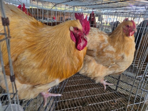 2 X BUFF ORPINGTON ROOSTER & HEN JF JORDAAN (Per animal to take the lot)
