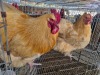 2 X BUFF ORPINGTON ROOSTER & HEN JF JORDAAN (Per animal to take the lot)