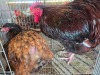 2 X JUBILEE ORPINGTON ROOSTER & HEN JF JORDAAN (Per animal to take the lot)