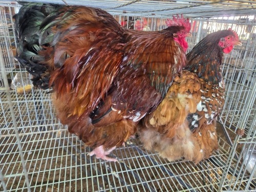 2 X JUBILEE ORPINGTON ROOSTER & HEN JF JORDAAN (Per animal to take the lot)