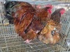 2 X JUBILEE ORPINGTON ROOSTER & HEN JF JORDAAN (Per animal to take the lot)