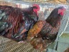 2 X JUBILEE ORPINGTON ROOSTER & HEN JF JORDAAN (Per animal to take the lot)