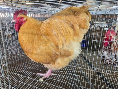 1 X BUFF ORPINGTON ROOSTER JF JORDAAN