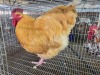 1 X BUFF ORPINGTON ROOSTER JF JORDAAN