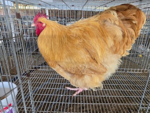 1 X BUFF ORPINGTON ROOSTER JF JORDAAN