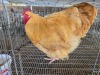 1 X BUFF ORPINGTON ROOSTER JF JORDAAN
