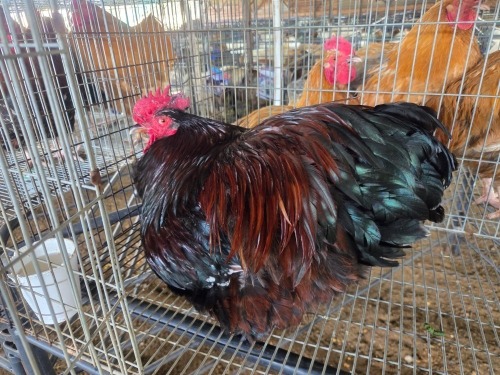 1 X JUBILEE ORPINGTON ROOSTER JF JORDAAN