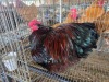 1 X JUBILEE ORPINGTON ROOSTER JF JORDAAN