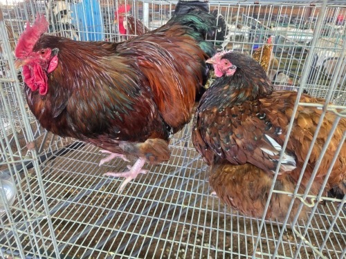 2 X JUBILEE ORPINGTON ROOSTER & HEN JF JORDAAN (Per animal to take the lot)