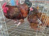 2 X JUBILEE ORPINGTON ROOSTER & HEN JF JORDAAN (Per animal to take the lot)