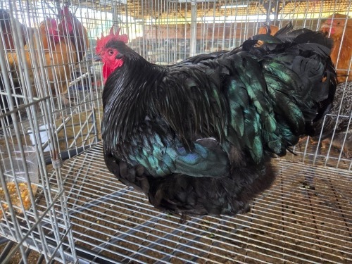 1 X BLACK ORPINGTON ROOSTER JF JORDAAN