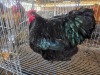 1 X BLACK ORPINGTON ROOSTER JF JORDAAN