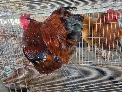1 X JUBILEE ORPINGTON ROOSTER JF JORDAAN