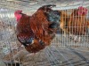 1 X JUBILEE ORPINGTON ROOSTER JF JORDAAN