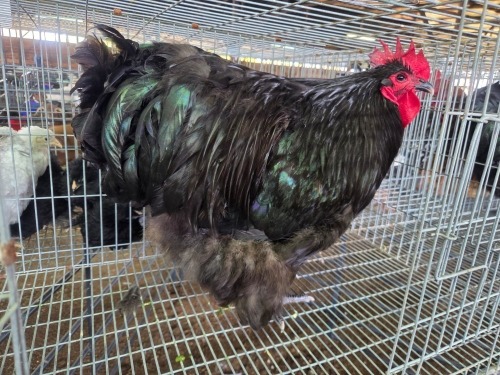 1 X BLACK ORPINGTON ROOSTER JF JORDAAN