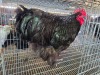 1 X BLACK ORPINGTON ROOSTER JF JORDAAN
