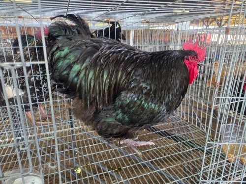 1 X BLACK ORPINGTON ROOSTER JF JORDAAN