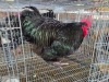 1 X BLACK ORPINGTON ROOSTER JF JORDAAN