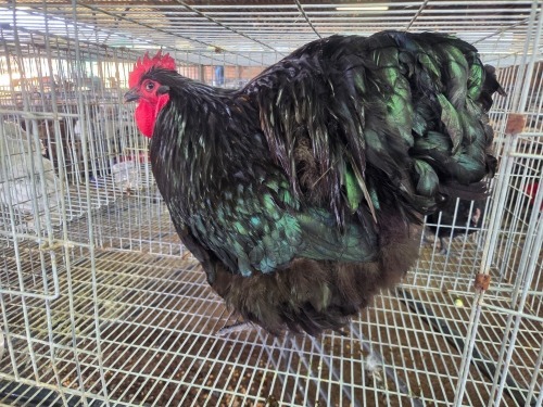 1 X BLACK ORPINGTON ROOSTER JF JORDAAN